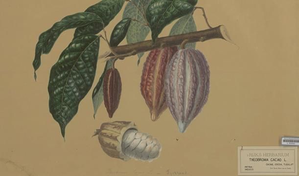 &copy; Naturalis Biodiversity Center (CC0) via Wikimedia Commons